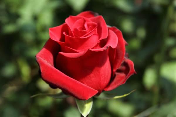 rosebud