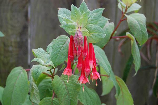 Fuchsie im Garten