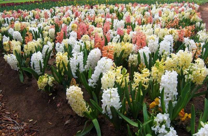 skyskrapa i blomsterrabatter