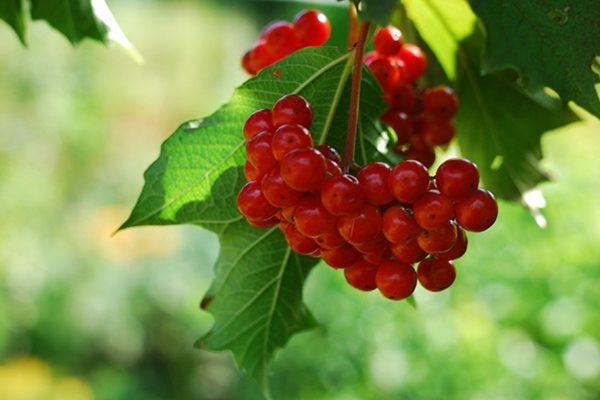 branch of berries