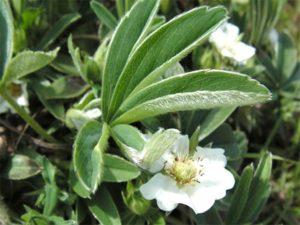 Regler för användning av vit cinquefoil, användbara egenskaper och kontraindikationer