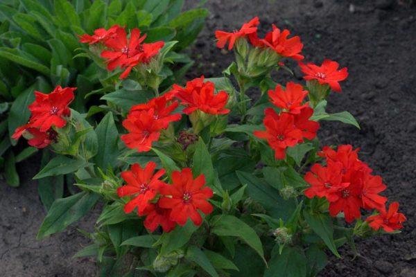 kırmızı lychnis