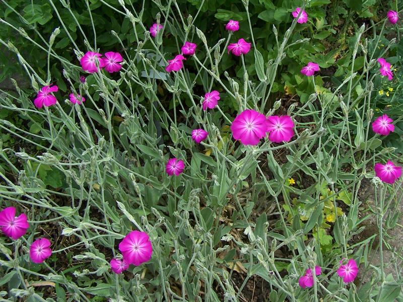 çok yıllık lychnis
