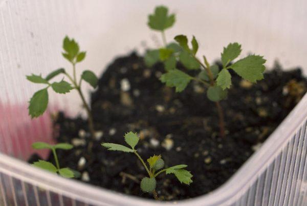 sowing polyanthus roses