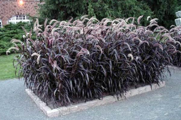 pennisetum trong bồn hoa
