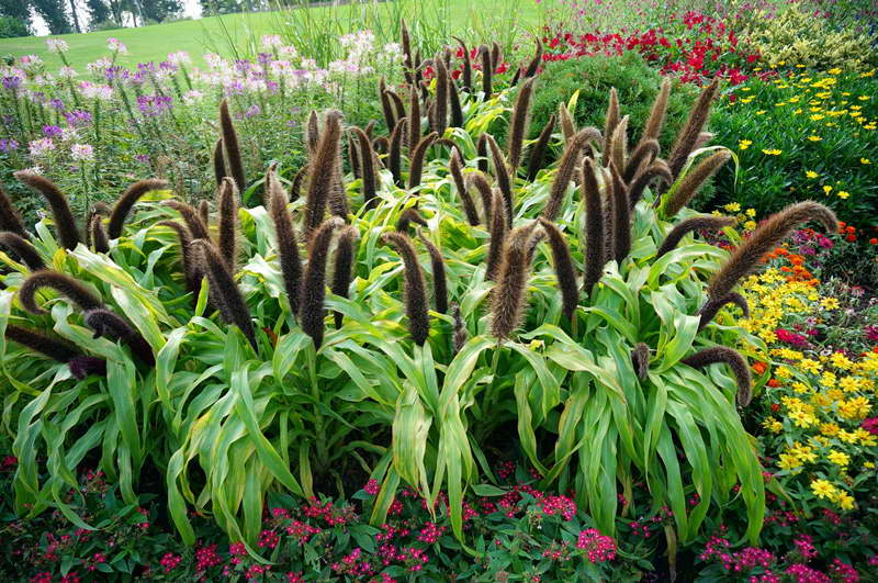 pennisetum trong vườn