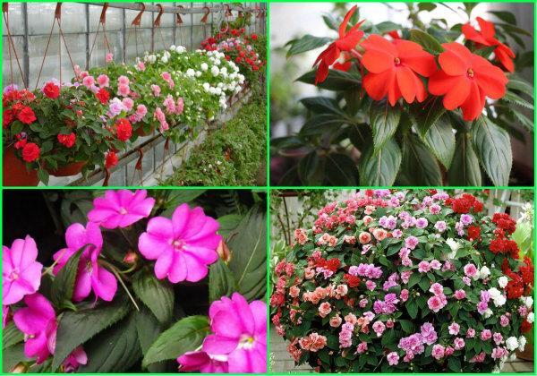 transplantation till blomsterbäddar