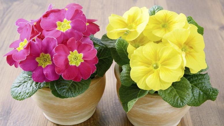 primrose room