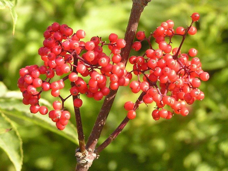 a branch of elderberries