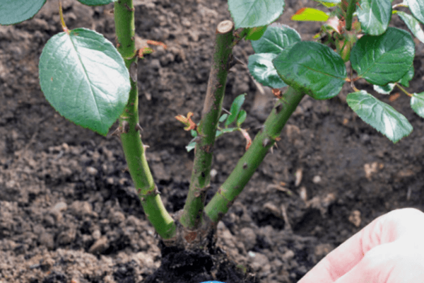 planting roses