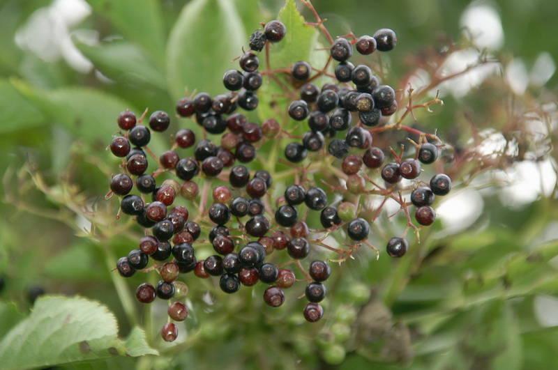 elderberry branch black