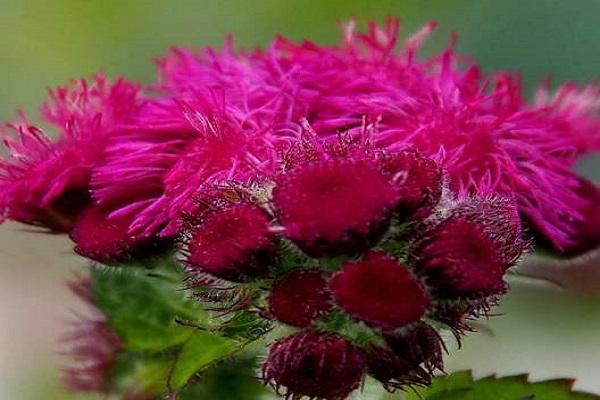 rote Knospe