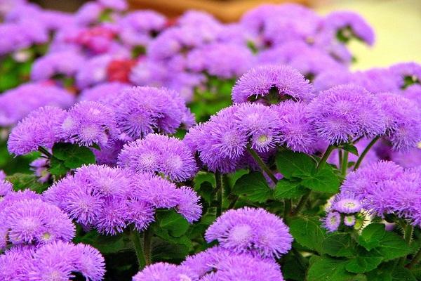 Blume lila