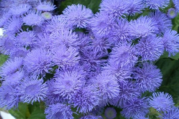 Blauer Nerz