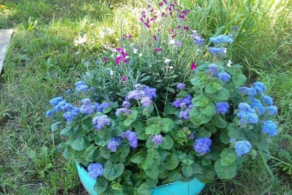 Blauer Nerz