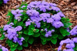 Pflanzen und Pflegen von Ageratum auf freiem Feld, Fortpflanzung und Sorten