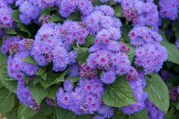 clusters of flowers
