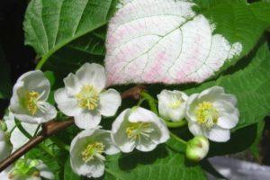 Beschreibung und Eigenschaften der Actinidia-Sorte Doktor Shimanovsky, Pflanzung und Pflege