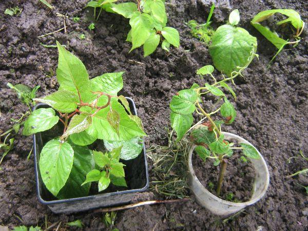 actinidia sticklingar