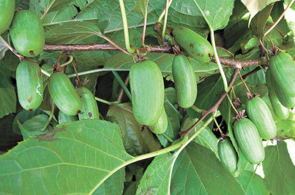 actinidia frukt