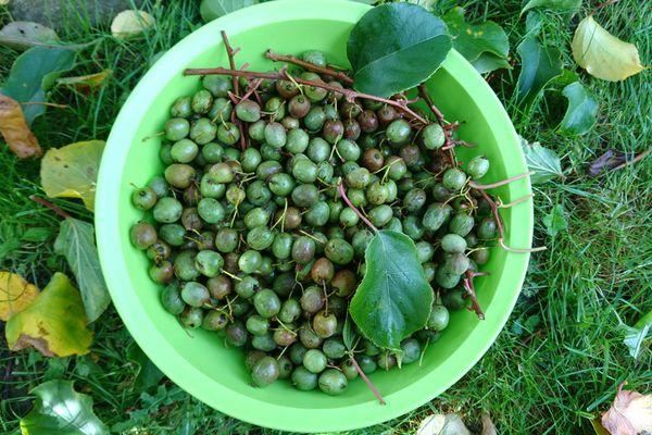 Reproduktion av actinidia