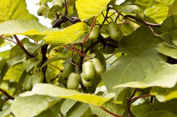 Actinidia träd