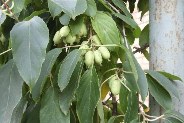 actinidia träd