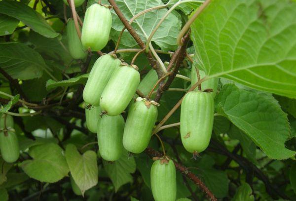 fruktbär
