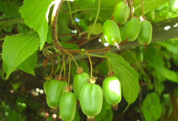 Actinidia bär