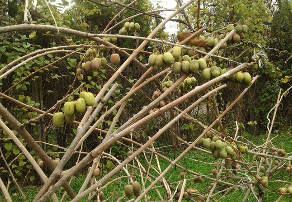 Actinidia på en spaljé