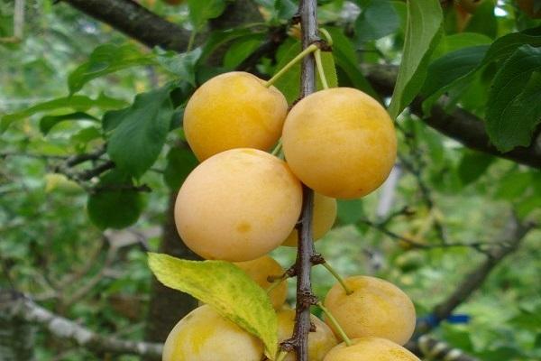 cherry plum characteristic