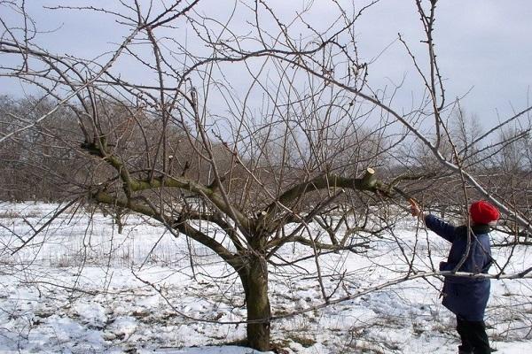 grows in winter