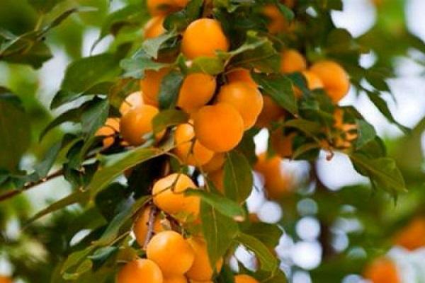 use of fruits