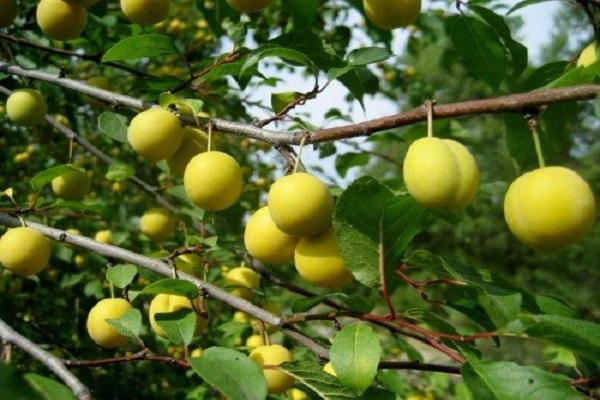 fruit size