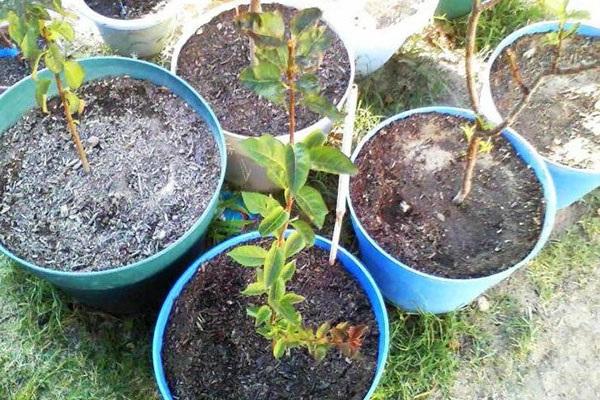 sapling selection