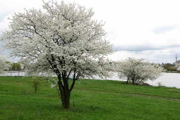 Περιγραφή της ποικιλίας Cherry δαμάσκηνο Ταξιδιώτης, επικονιαστές, φύτευση και φροντίδα
