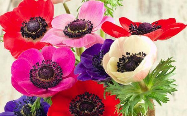 Anemone (anemon)