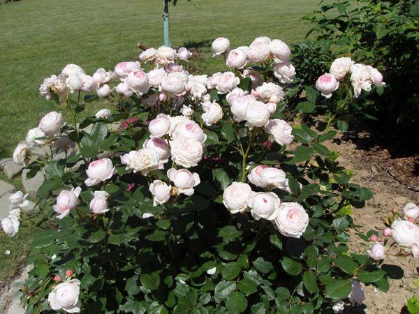 rose bush