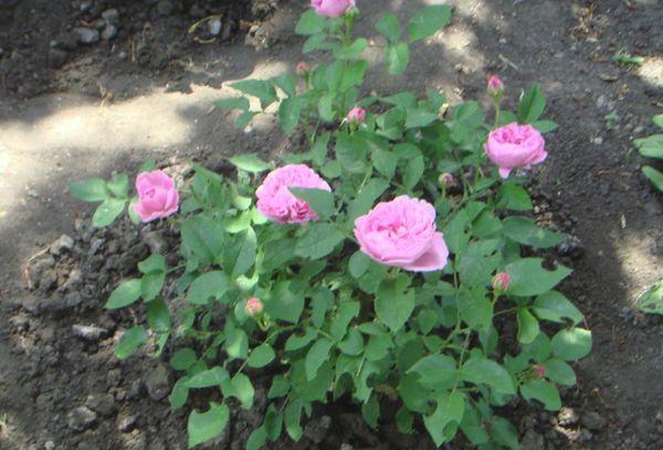 rose bush