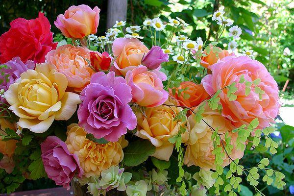 colored roses
