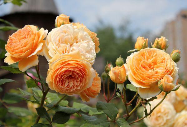 beautiful roses