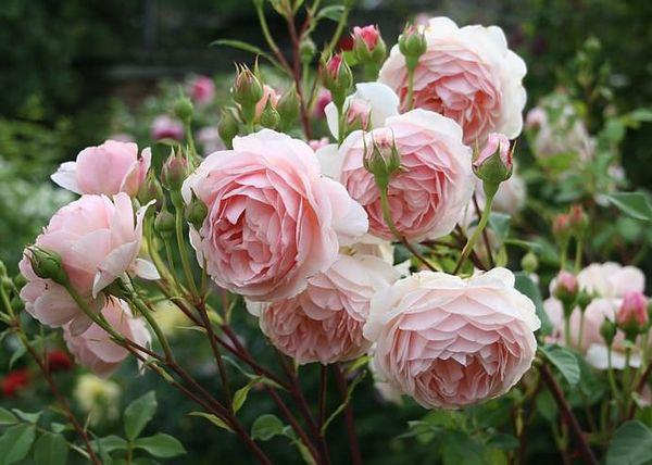 growing roses