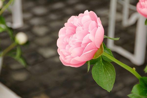 pink rose
