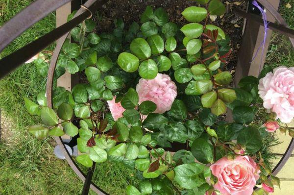 roses on the site