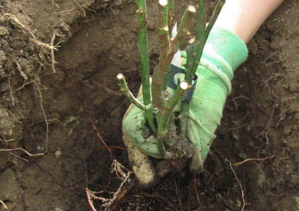 planting roses