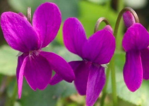 Bùa đỏ
