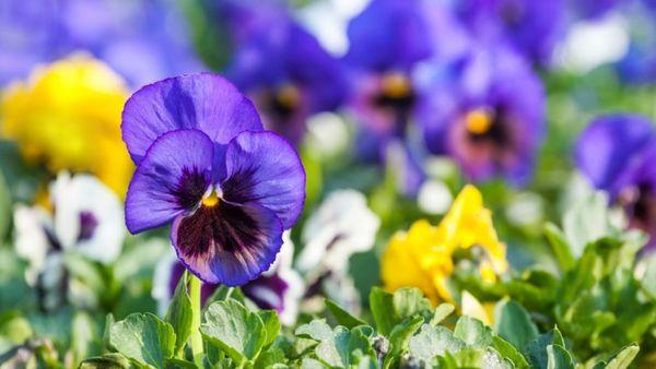 bánh pansies xanh