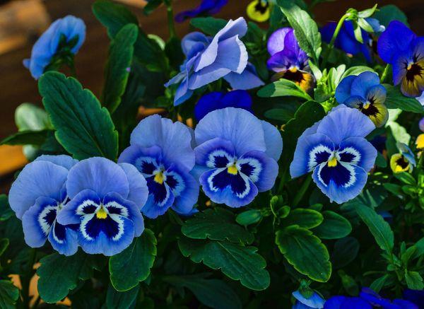 Bánh pansies xanh
