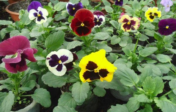 Trồng Pansies
