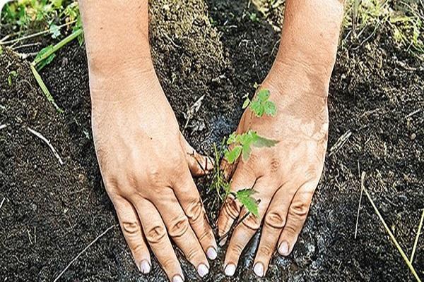 plantar no chão